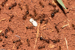 Solenopsis