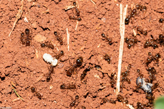Solenopsis