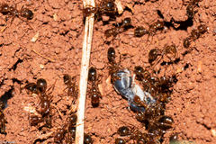 Solenopsis