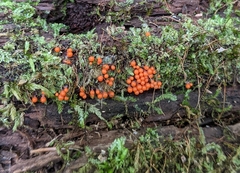 Hemitrichia decipiens