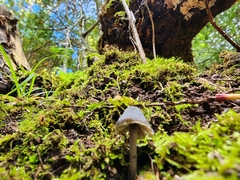 Entoloma vernum
