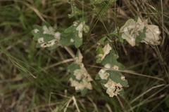 Tischeria ekebladella