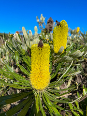 Banksia attenuata