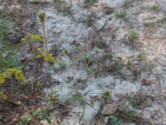Cyperus plukenetii