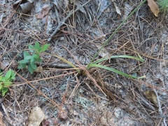 Cyperus plukenetii