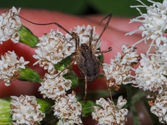 Oligolophus tridens