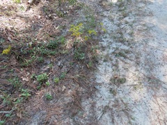 Cyperus plukenetii