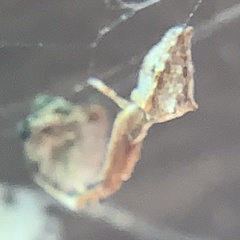 Uloborus glomosus