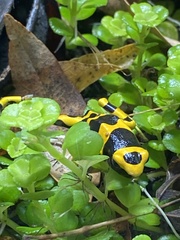 Dendrobates leucomelas