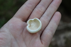 Suillus placidus