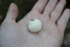 Suillus placidus