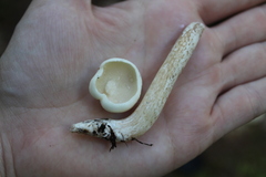 Suillus placidus