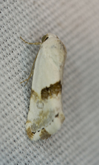 Acontiini