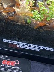 Dendrobates leucomelas