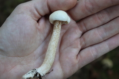 Suillus placidus