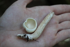 Suillus placidus