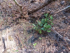 Wahlenbergia marginata