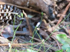 Wahlenbergia marginata