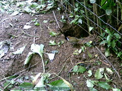 Arremon brunneinucha