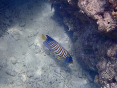 Pygoplites diacanthus