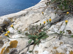 Hypochaeris achyrophorus