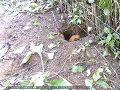 Heterogeomys hispidus
