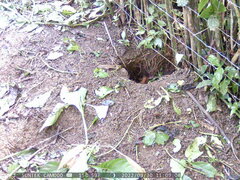 Heterogeomys hispidus