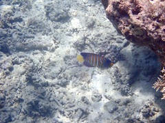 Pygoplites diacanthus