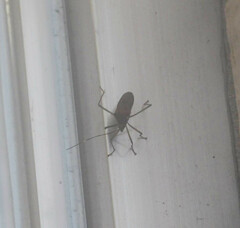 Paradasynus spinosus