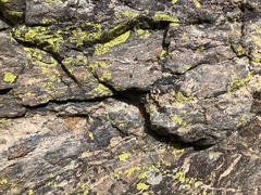 Acarosporaceae
