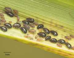Sipha maydis