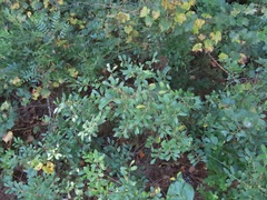 Ilex glabra