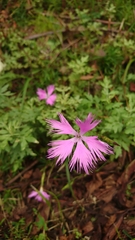 Dianthus longicalyx
