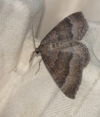 Larentia clavaria