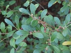 Ilex glabra