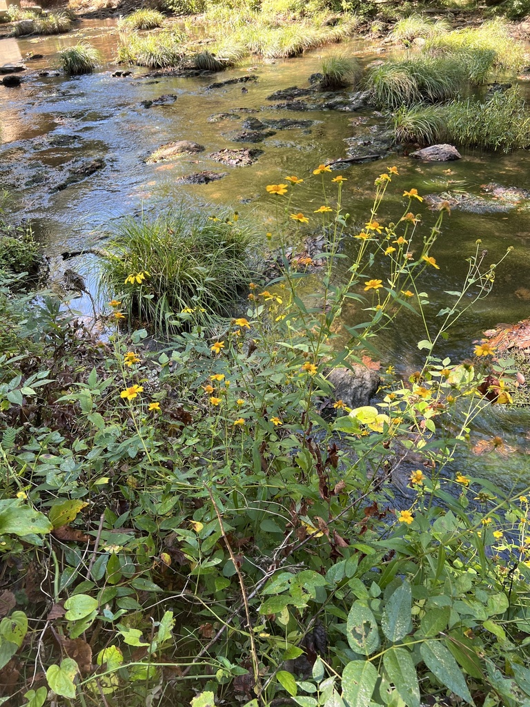 Alabama Warbonnet in September 2022 by kommissar · iNaturalist