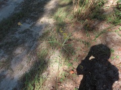 Cyperus plukenetii