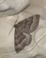 Larentia clavaria