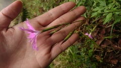 Dianthus longicalyx