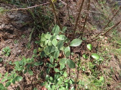 Rubus cuneifolius