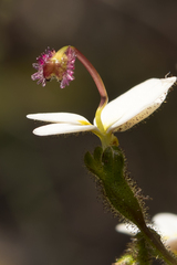 Stylidium piliferum