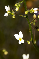 Stylidium piliferum