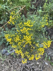 Gutierreziinae