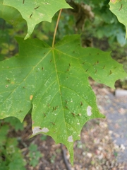 Vasates aceriscrumena