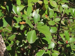 Vaccinium arboreum