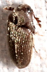 Trixagus chevrolati