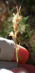 Carex fracta