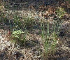 Carex fracta