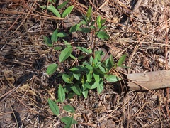 Gelsemium sempervirens