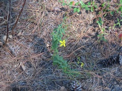 Coreopsis major